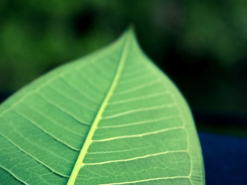 手持葉面積儀可直接測量葉片長(cháng)度、寬度和面積