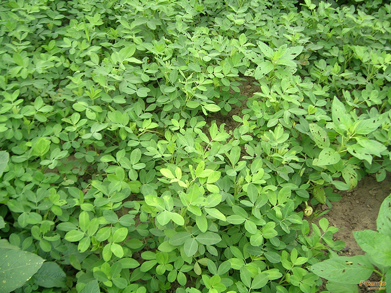 土壤水分測量?jì)x