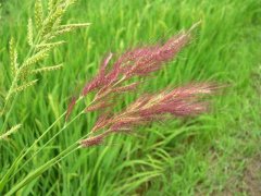 糧食安全檢測儀器，糧食重金屬檢測儀