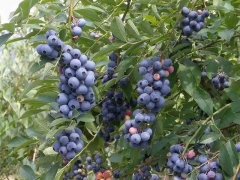藍莓表面的白霜是農藥殘留嗎？農藥殘留檢測儀來(lái)回答
