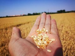 糧食水分測量?jì)x，為小麥提供合理存儲時(shí)間