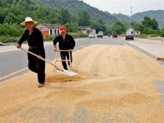小麥什么時(shí)間儲存*合適？糧食水分測量?jì)x來(lái)解答