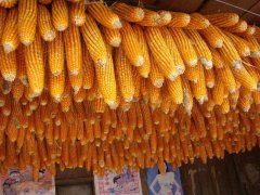 糧食安全檢測儀，可檢測糧食中是否含有大米增白劑