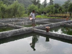 水中硫化氫檢測儀，可以為水產(chǎn)養殖做什么？