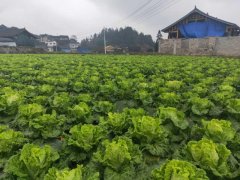 便攜式植物營(yíng)養測定儀，對農業(yè)種植有什么幫助？