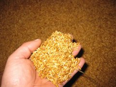 糧食中的真菌毒素怎么檢測？